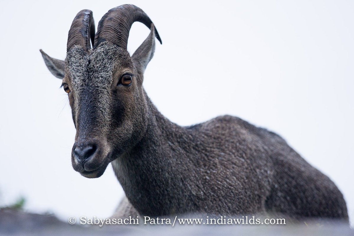 #NilgiriTahr #westernghats it was drizzling and lot of fog. Shot at f2.8 at 400 mm. Full frame image. @Canon_India Love the eyes. #nature #wildlifephotography #TwitterNatureCommunity #wildlife #earthcapture https://t.co/4J4ZjuKksl