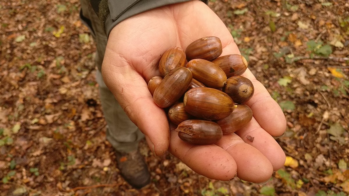 Boswachter_Marc's tweet photo. Zo kunnen we waarschijnlijk een eerste #eikenbezaaiing doen in Heverleebos als ze voldoende eikels rapen in één vd weinige bosbestanden van #InlandseEik dat #Heverleebos 'rijk' is.

#SamenwerkenLoont #erfenisuithetverleden #plantvanhier #Eikenverjonging #Mastjaar #DeBoswachters https://t.co/OQhniZdw46