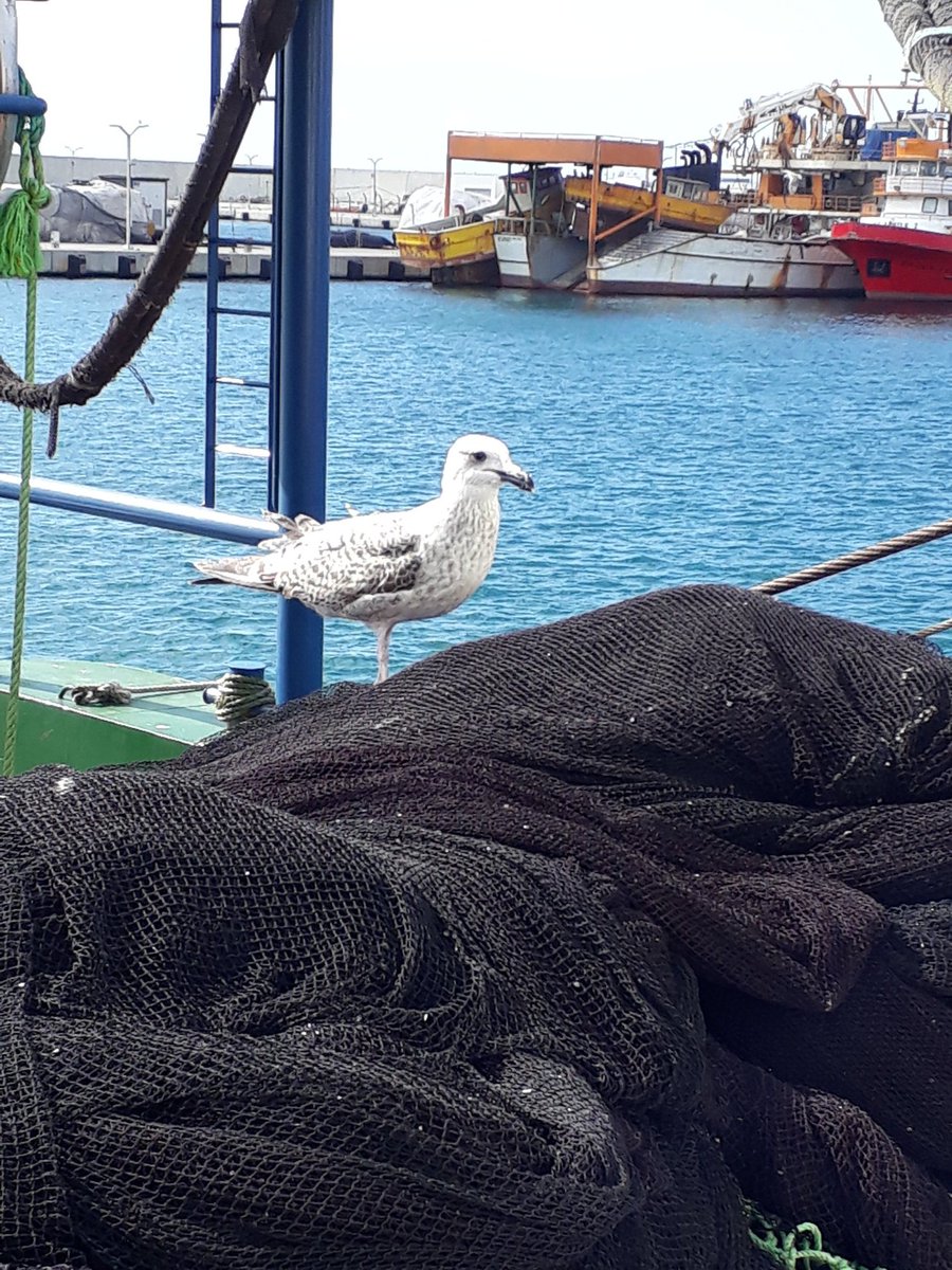 şükrübakan tweet media