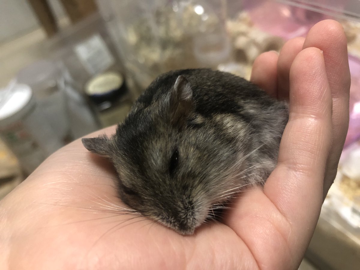 사또가 기운이 많이 없네요... 아침에만 해도 쳇바퀴 밑에 땅굴을 파면서 놀았는데 역시 노화 때문인지ㅠㅠ 마음의 준비를 해야할 것 같네요..