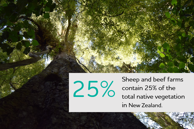 Wools of New Zealand tweet media