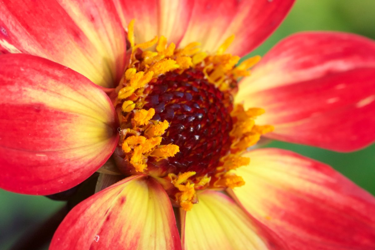 Lunch in the garden today, switched the hubbub of the office for bird song and dahlias #SilverLining