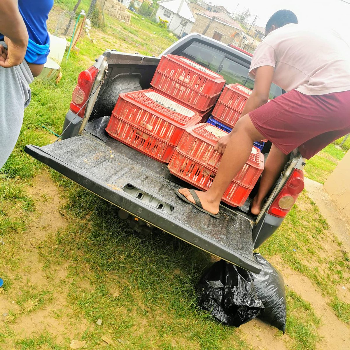 ydb_ZN's tweet photo. Use What You Have To Get What You Want.

Client Collected Her Chickens To Resell. 

#FarmLife #LetsDoFarming #Farmer https://t.co/DCA9pwVNBK