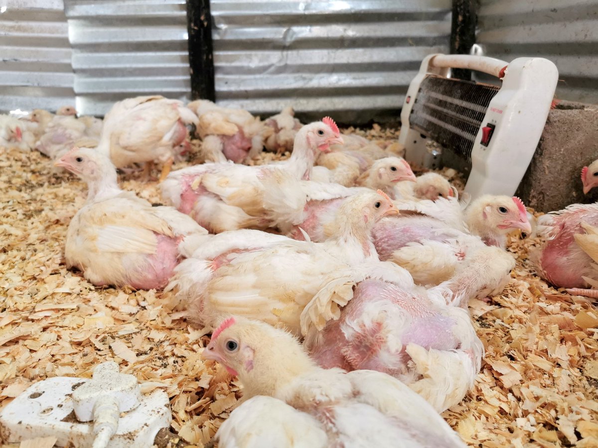 ydb_ZN's tweet photo. Use What You Have To Get What You Want.

Client Collected Her Chickens To Resell. 

#FarmLife #LetsDoFarming #Farmer https://t.co/DCA9pwVNBK