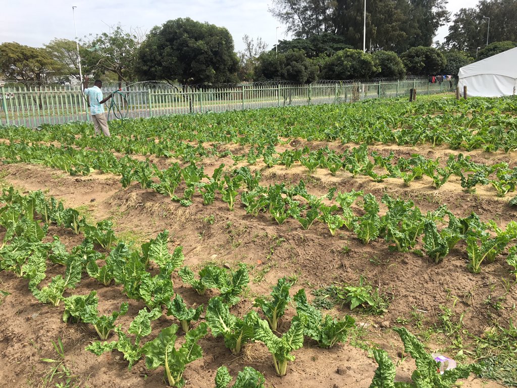 [PICTURES] Homeless men housed at a temporary shelter in EThekwini during Covid-19 have established an agricultural project in the inner-city. With assistance from the municipality and NGOs, they are now selling organic vegetables to locals.  @NkoRaphael