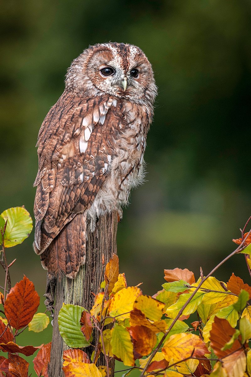 Matlock Town Council and Imperial Rooms tweet media