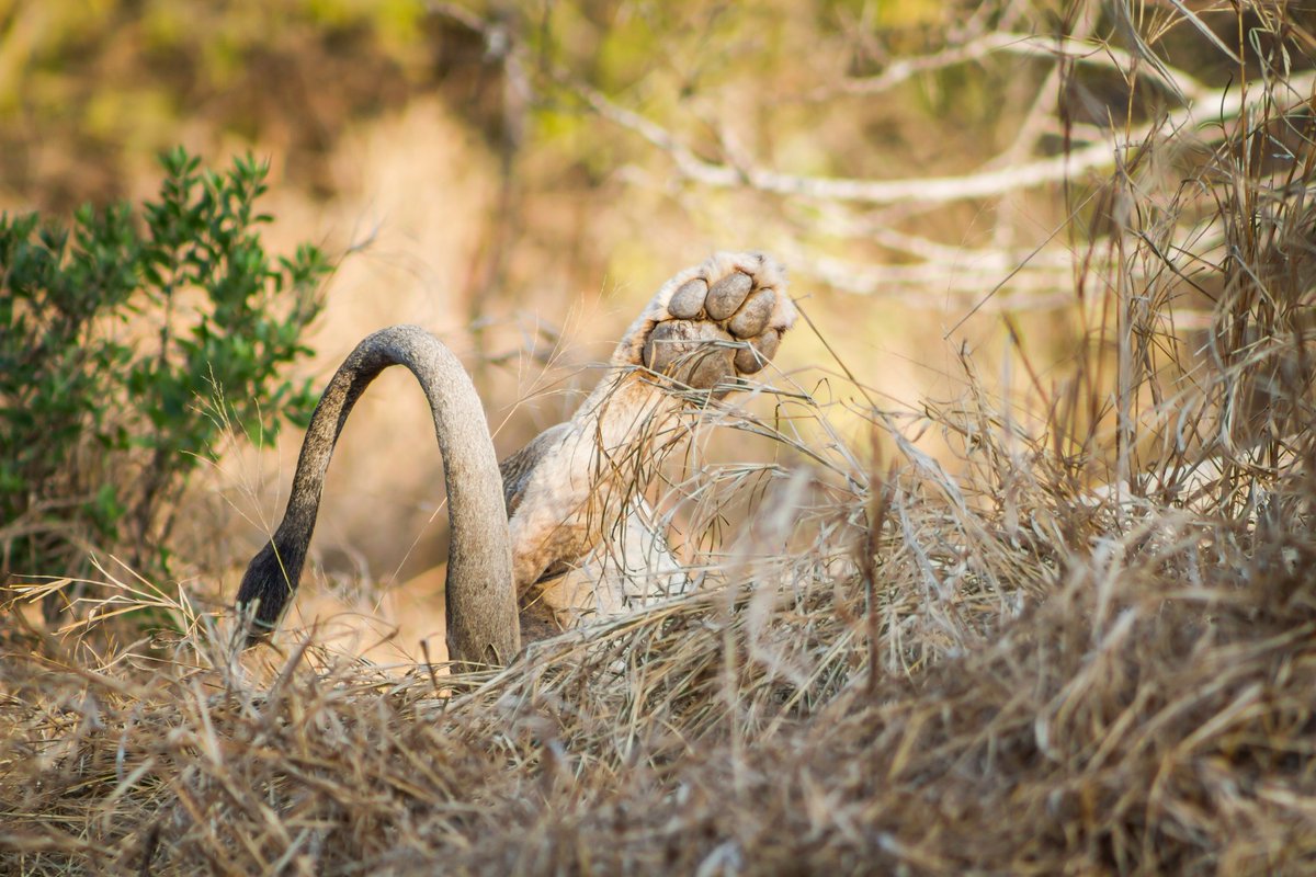 This lion has clearly got a 'post-lockdown' belly on him!!!

facebook.com/manyoniprivate…
(for those on IG please hop over to our Facebook page to click on the link)

#manyoniprivategamereserve #lion #postlockdown