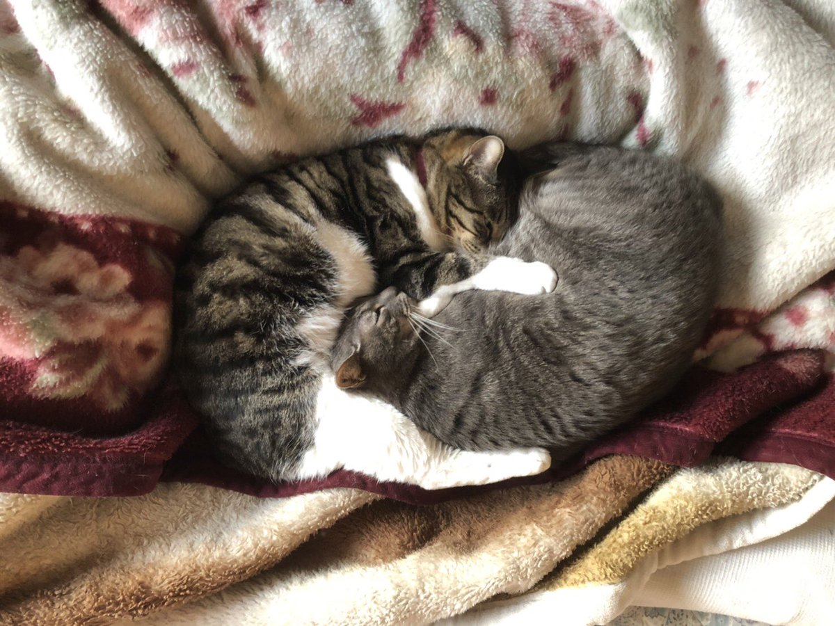 ねこちゃんが沢山いるエッセイ「世界はねこでできている」は15日発売です〜!我が家の佐久間とひのでについて描かせていただきました??
よろしくお願いしますーーーーーー❣️❣️❣️
オビの裏などにも佐久間を乗せていただいて凄くうれしいです??
https://t.co/gIvFiVKWLN 
