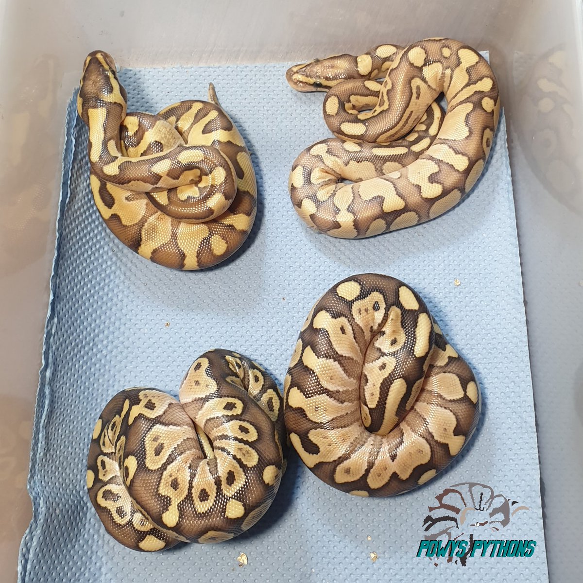 Powys_Pythons's tweet image. Here's the latest clutch, all together. I couldn't be happier.
#royalpython #royalpythonmorphs #royalpythonbreeder #royalpythonbreederuk #royalpythonbreedersuk #ballpython #ballpythonmorph #ballpythonbreeder #ballpythonmorphs #ballpythonbreederuk #pythonregius