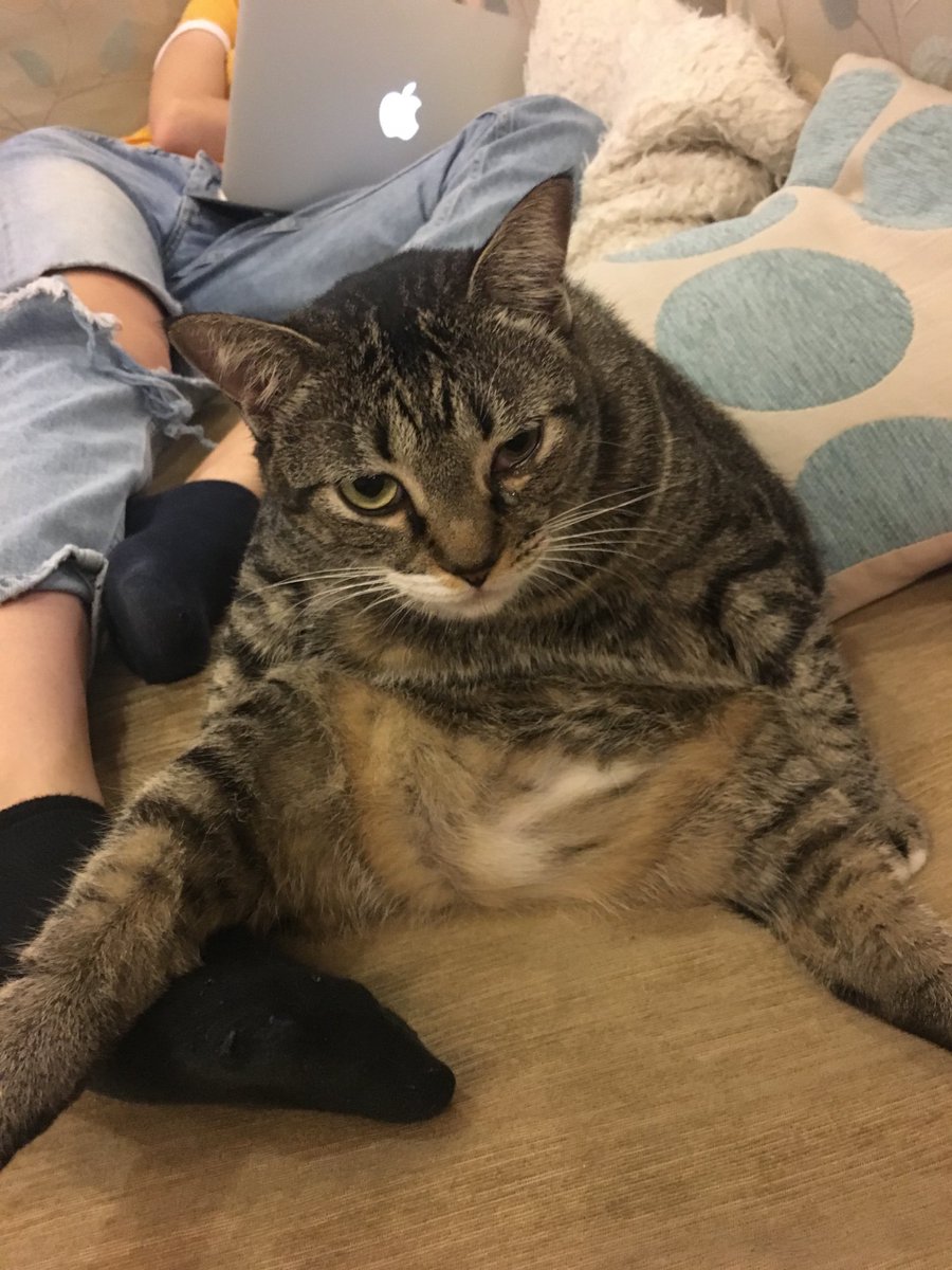 Pudding #unflatteringcatphotochallenge