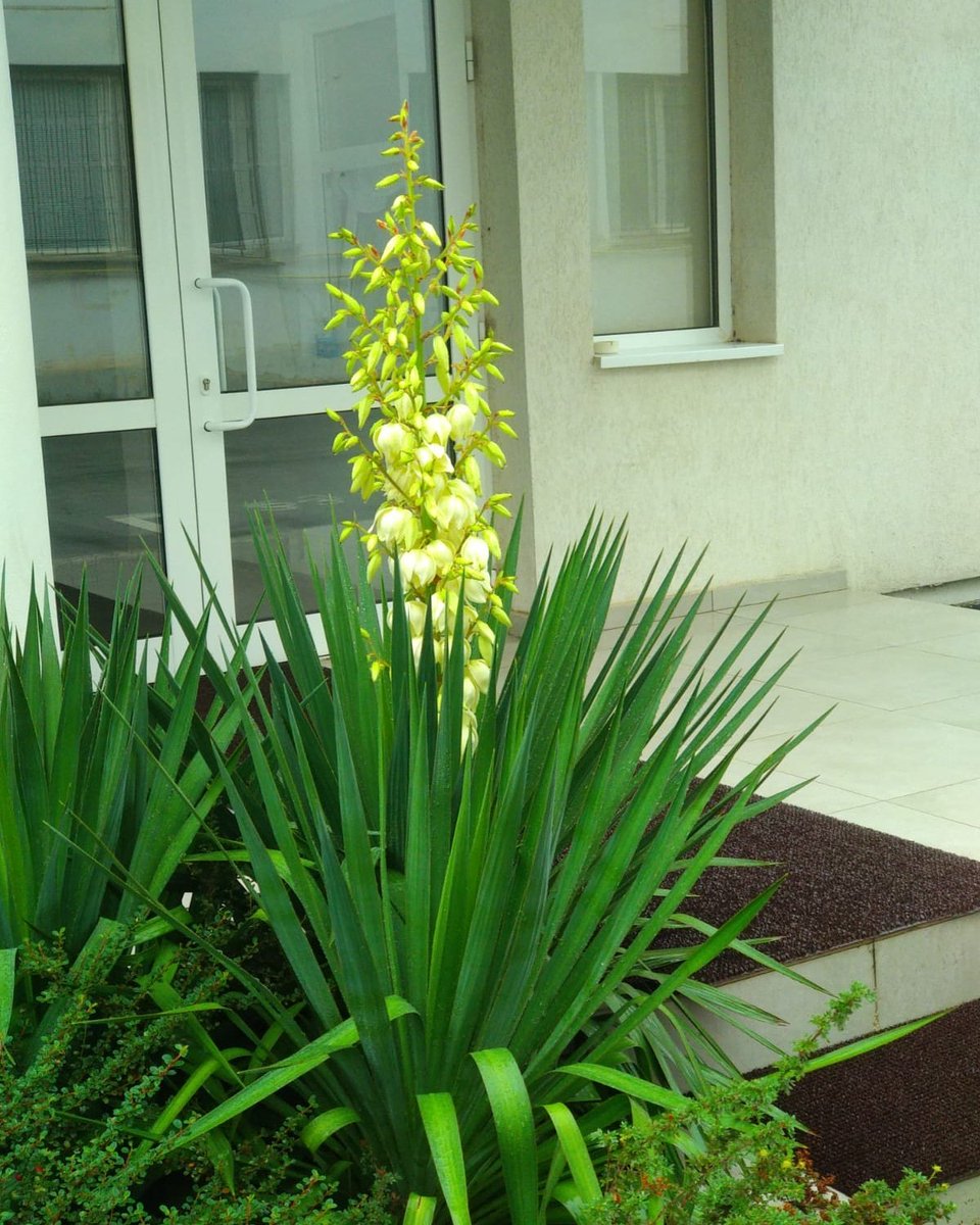 EnvirolandRO's tweet photo. Cel mai mult ne incanta momentele cand dupa 1,2,3.. ani ne trimit clientii poze cu gradina amenajata de noi si cu plantele inflorite ❤️   Va multumim pentru incredere ®Improving the environment together  #envirolandRo #landscapedesign  #plants #ImprovingTheEnvironmentTogether https://t.co/X0tstVE5Wa