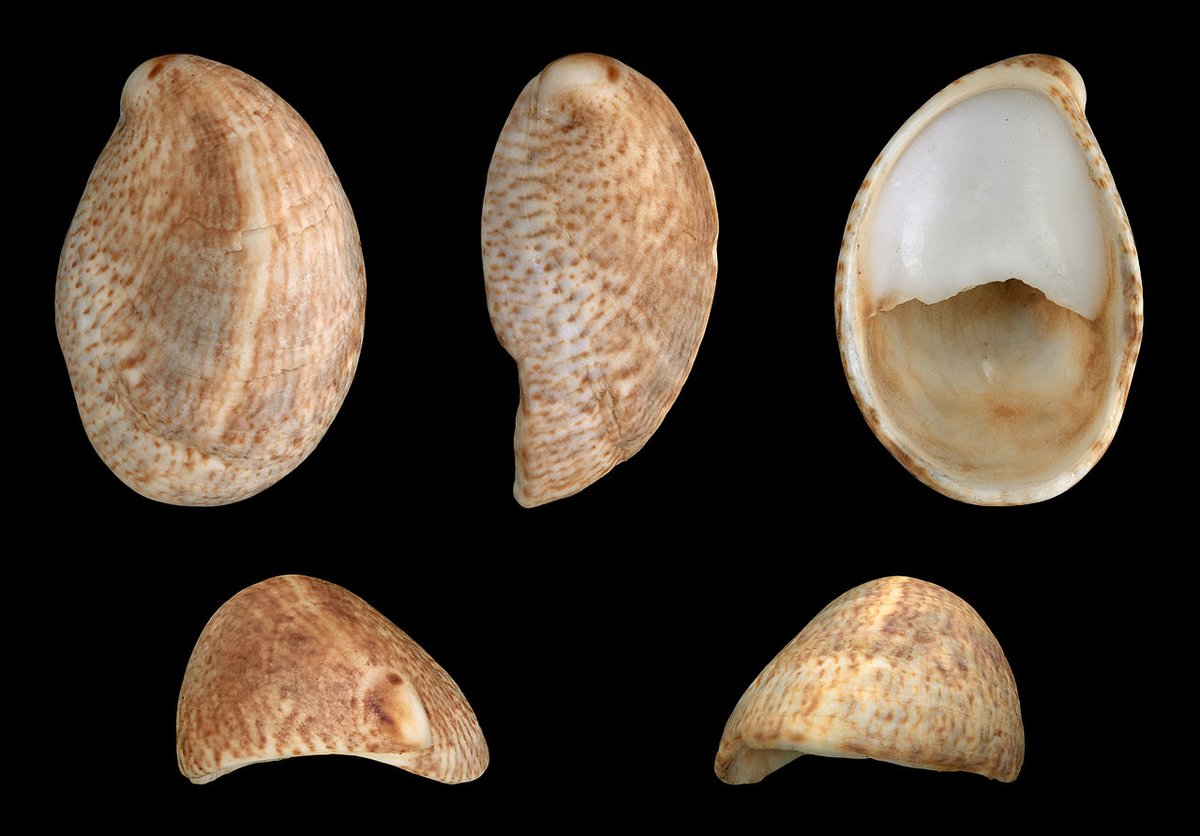#SlipperLimpets – a small number of live specimens found in the west #MenaiStrait in February – if anyone thinks they see any live specimens or shells can they please send details and photos to @MSFOMA. 
en.wikipedia.org/wiki/Common_sl…