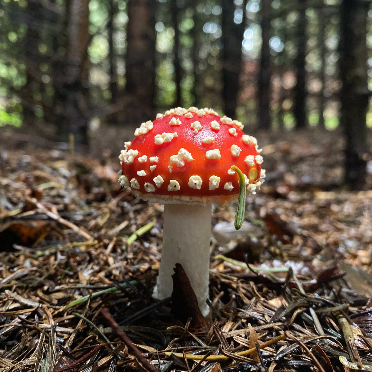 Fly agaric at Delamere Forest - follow #DelamereForestPhotos on <a href="/instagram/">Instagram</a> Instagram.com/delamereforest… #delamereforest #visitdelamere #cheshire