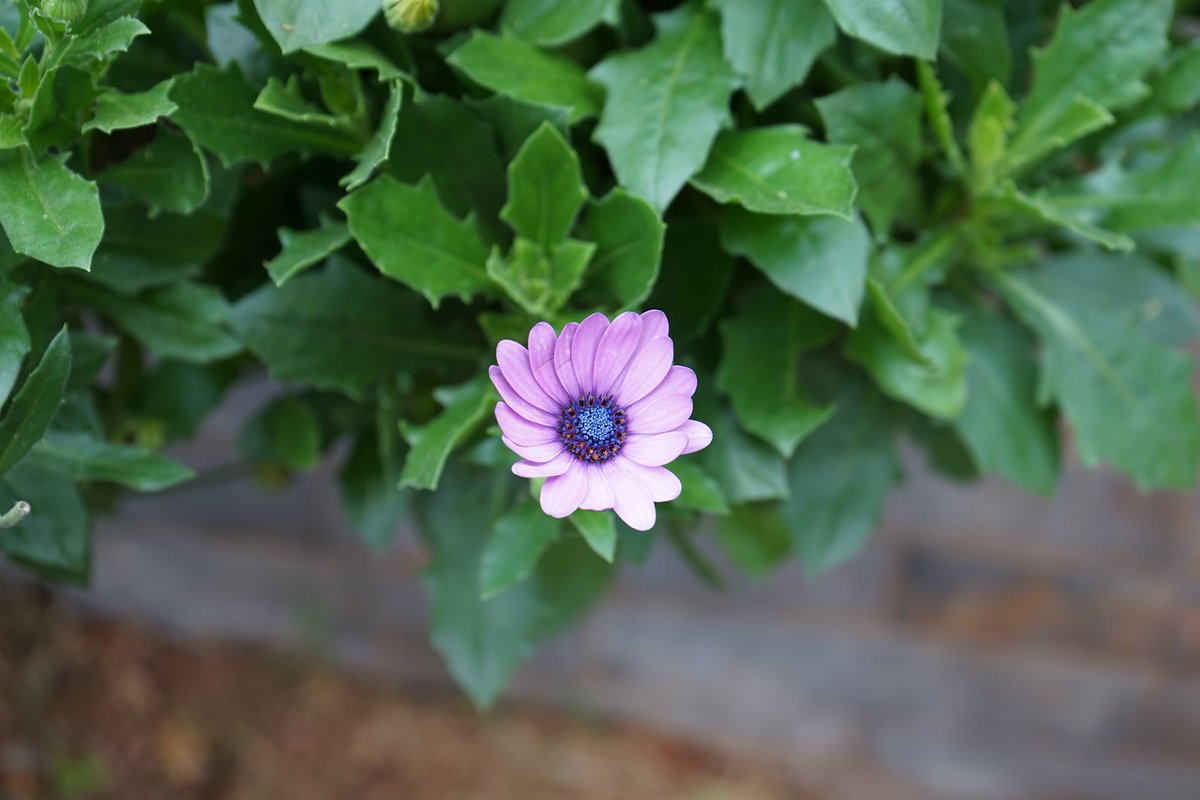 The ten best-dressed men and women in the country look shabby alongside them.（Matthew 6：29）