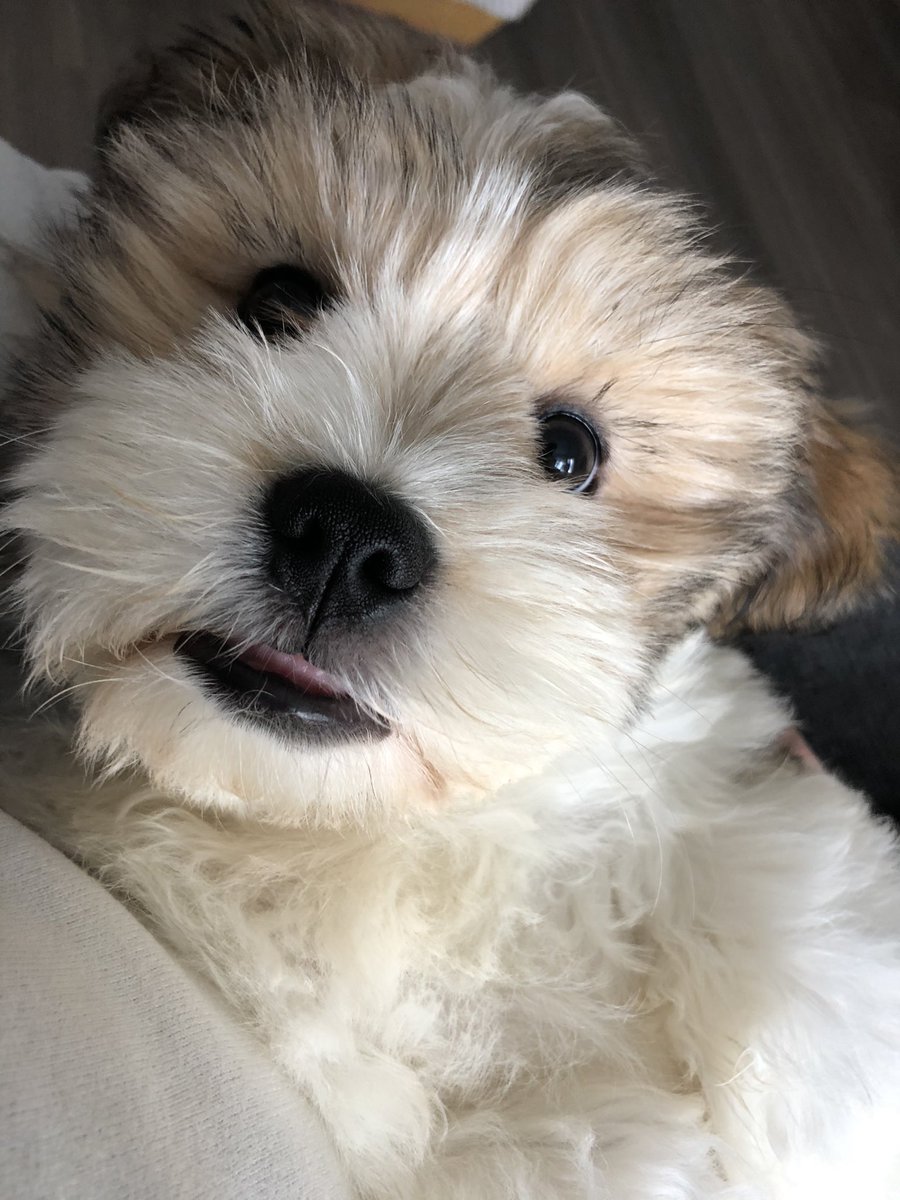 TheWalkingDog6's tweet photo. “You lookin’ at me?”

.
.
.
#HaywardsHeath #Lindfield #TheWalkingDog #midsussex #dogwalker #dogbehaviourist #dogpsychologist #petsitter #animallover #allpets #dogs #dogsofinstagram #buzzfeedanimals #bestwoof #doodledog #Dog #Instadog #Doglovers #Doglover  #Doggie #Doggy https://t.co/f8GQkwBVXz