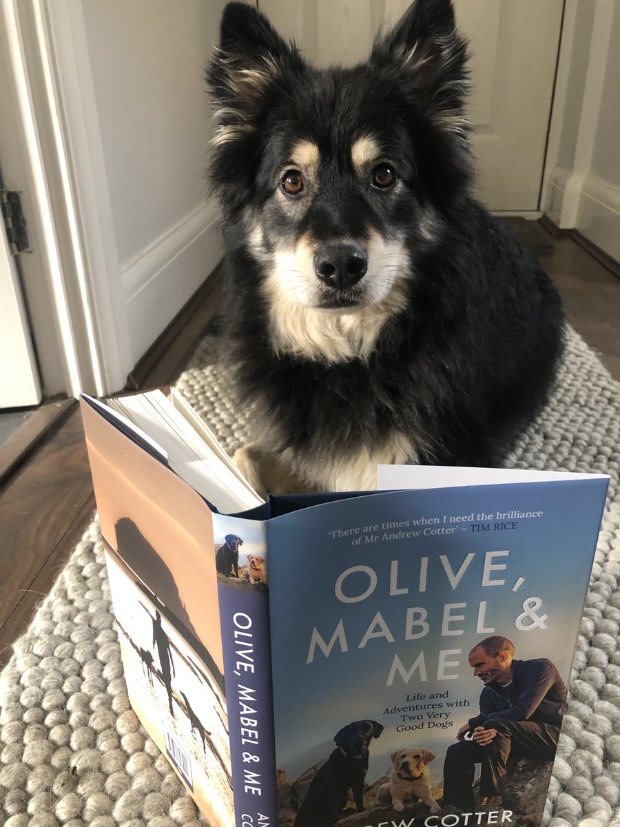 RachaelAram's tweet photo. George is very excited to be reading his own first edition signed copy of #OliveMabelAndMe by @MrAndrewCotter @bwpublishing hoping I get to read it soon too! #VeryGoodDogs https://t.co/Xep5EMVIf6