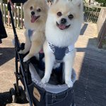 ツイートに含まれる画像