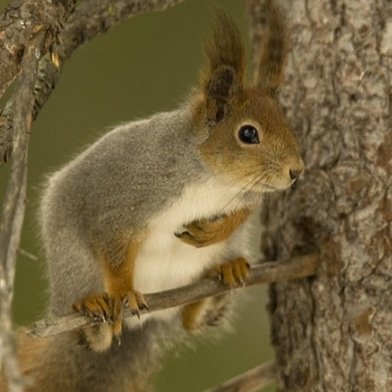 A red squirrel with a grey coat. Makes culling innocent greys harder for shortsighted deranged red squirrel bigots and shooting enthusiasts calling themselves 'conservationists'  you can hear their chatter, "see if its got ear tufts!" 🤪