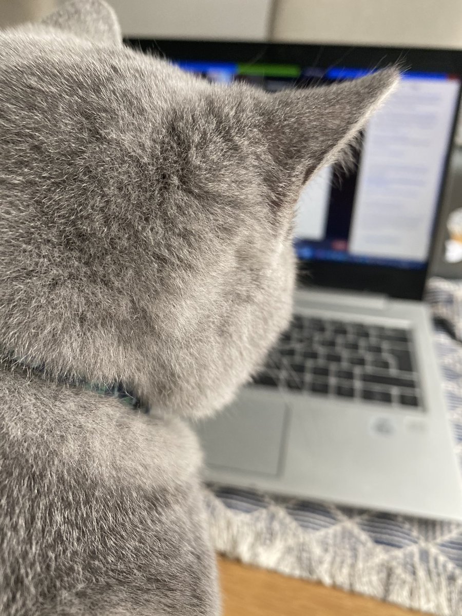 Today my favourite housemate is helping me behind the scenes with the #KnowYourNormal webinar. Sookie is a big fan.