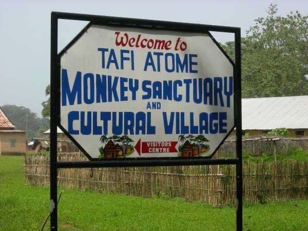 gtdc_ghana's tweet photo. Tourism Tips 

Have you been to the Tafi Atome Monkey Sanctuary ? 

For the past 200 years, the Mona monkeys inhabiting the tropical forest surrounding the small village of Tafi-Atome have been protected because it was believed they were messengers to the gods. https://t.co/GnfLAKLKf7