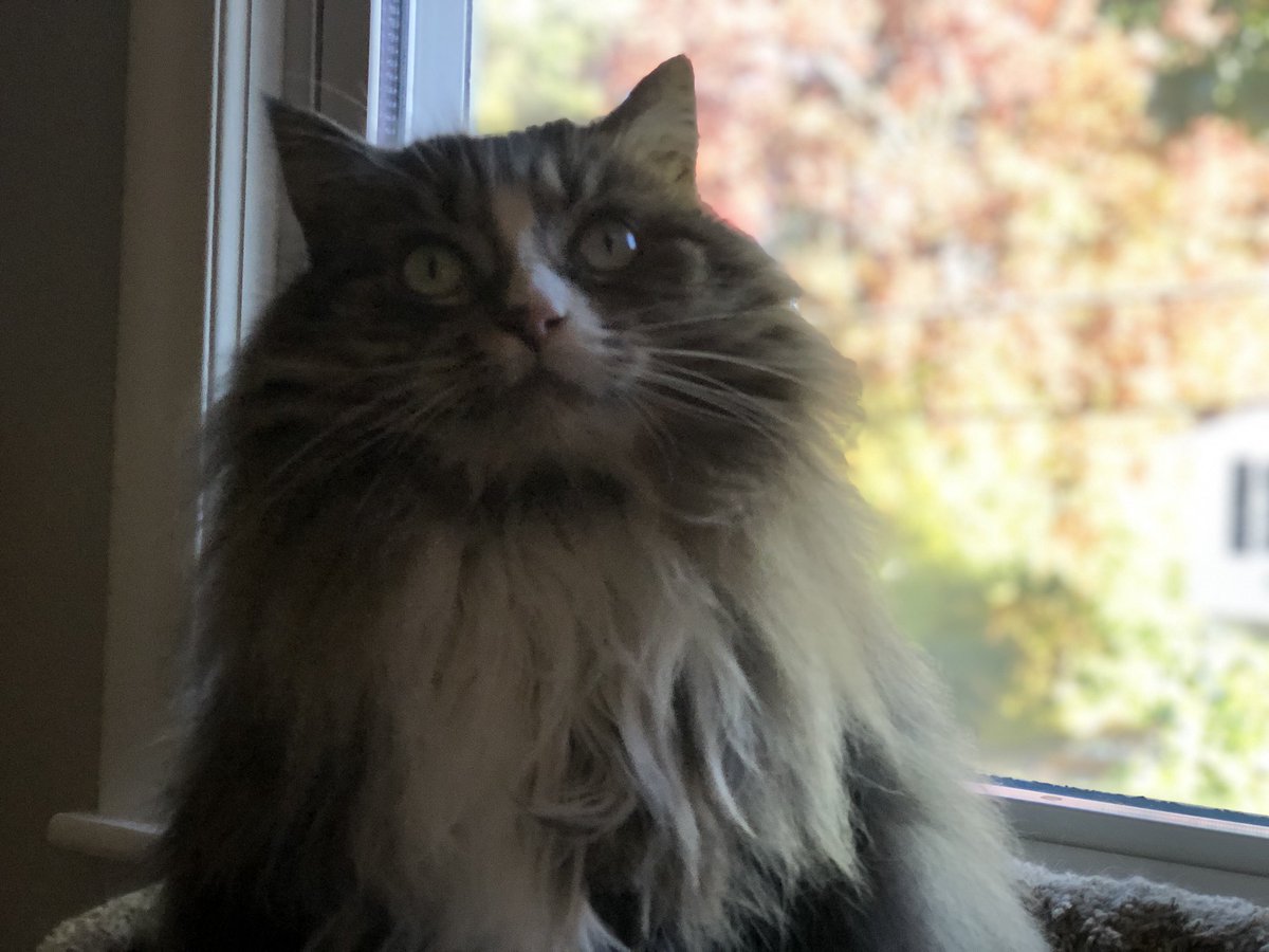 Happy #whiskerswednesday pals!! It’s been a total Whisker Fest at my house. Come on over and join the party 🎉- and bring your whiskers! >^••^< @JusticeToAll @MaineCoonCatsOH @GeneralCattis @BengalPandora @Cleo_sMommy @CoonGriff @JethroKitty @yongmaylingjen1 https://t.co/5T0i5fNCGK