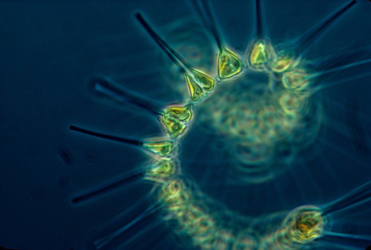 phytoplankton, plankton, living organism