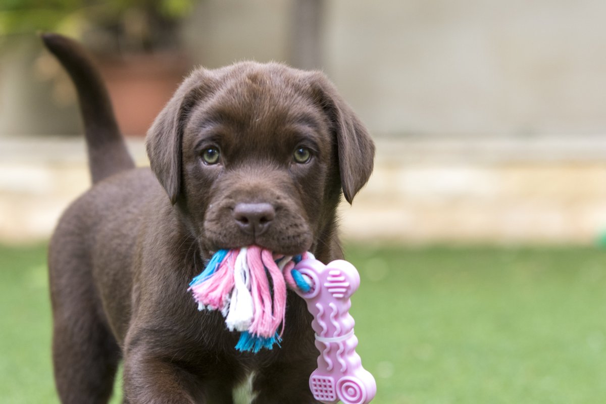 OttawaHealth's tweet photo. We've run out of fun &amp; creative ways to remind you that vaccines work. So here's a link and a cute puppy. https://t.co/6WguKEwc9N #VaccinesWork https://t.co/AYxbJyZp9Z