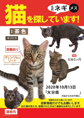 ねこてっくす 迷子猫 迷子犬 迷子鳥 迷子ペット チラシ制作 Necotex Twitter