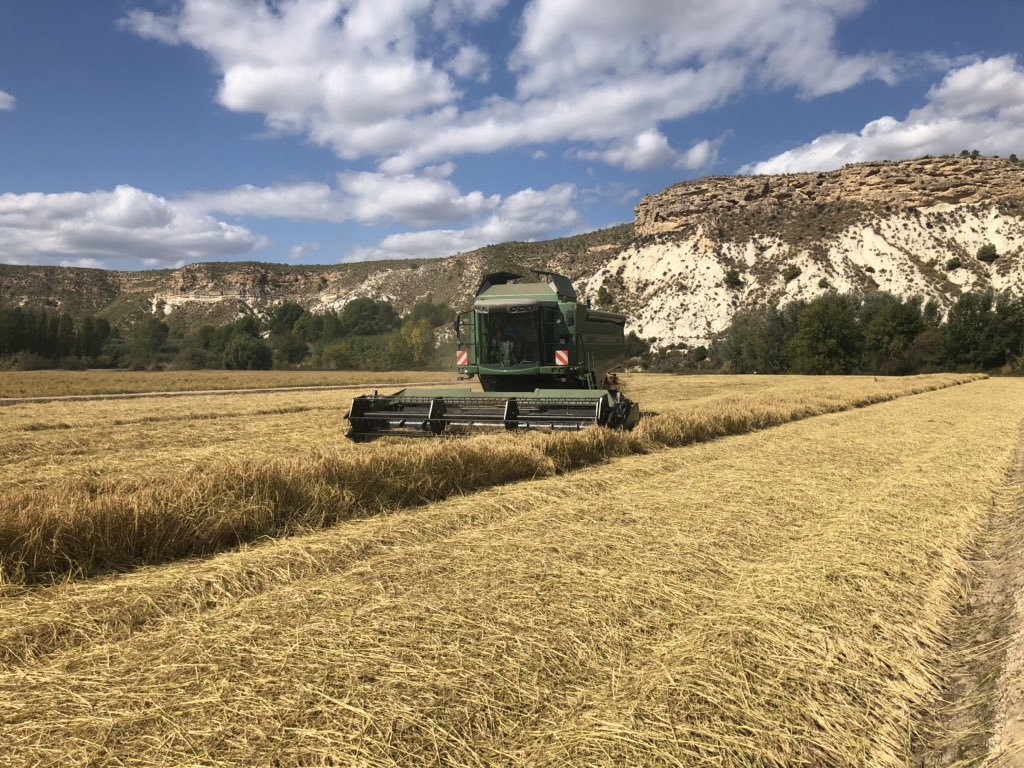 La cosecha de <a href="/ARROZ_CALAS_DOP/">Arroz de Calasparra</a> crecerá un 20% esta campaña, en la que esperan superar los 3 millones de kilos.

A. Luengo ha visitado los trabajos de recolección, destacando "el compromiso de los agricultores del sector del arroz con el medio ambiente"

carm.es/web/pagina?IDC…