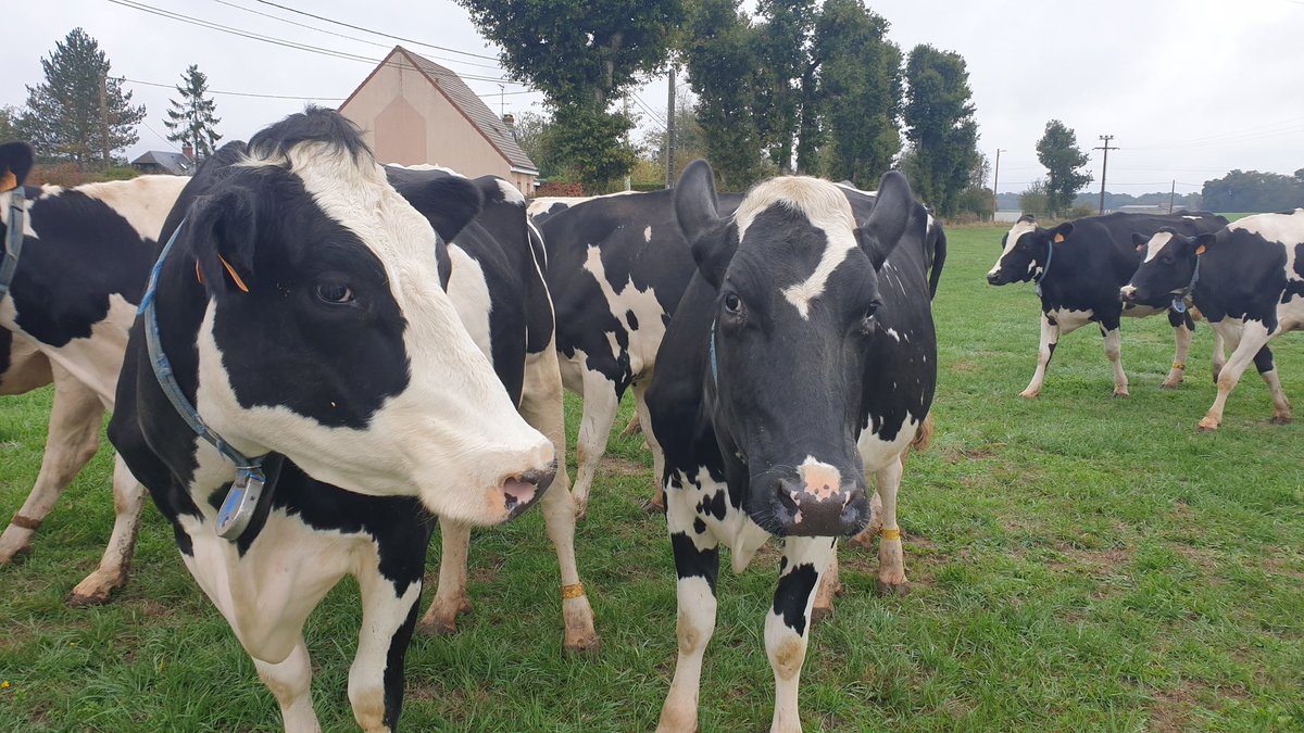 J'élève majoritairement des vaches Holstein : les reines de la production laitière.C'est la première race de vache au monde : grandes, minces, faites pour consommer beaucoup de nourriture et produire ainsi beaucoup de lait.Leur production varie de 20 à 45 litres par jour