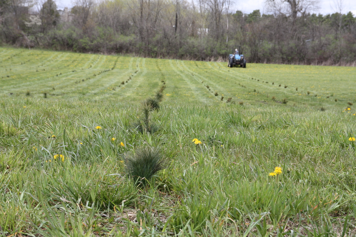 onetreeplanted's tweet photo. #Reforestation update!🌲🎉70,000 #trees have been planted in Ontario's Rideau Valley! Our partners worked with local landowners to transform idle or marginal land into thriving forests full of native Canadian species🌱

⠀ https://t.co/UmOAPvQHBF
