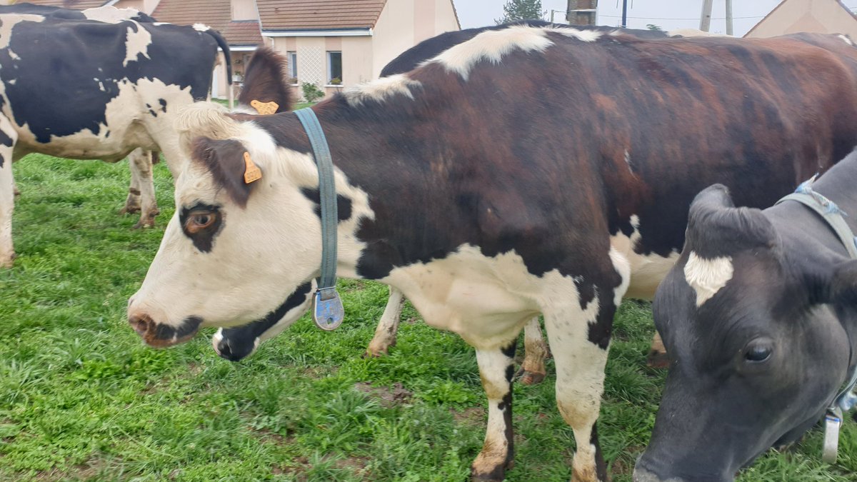 Paupiette, fille de Normande, est une vaches de race mixte, adaptée à la production de lait et de viande, de celles qui produisent le fameux camembert de Normandie AOP.Mais je dois vous avouer que ces vaches sont beaucoup trop calmes et câlines pour moi, de vraies nouilles!