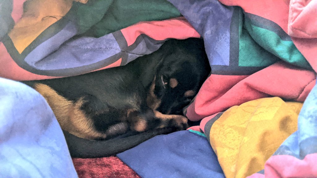 Humphrey_TopDog's tweet photo. I don't care. I'm not coming out. It cold.
#ChillsAreMultiplying https://t.co/hJSiGMt5hC