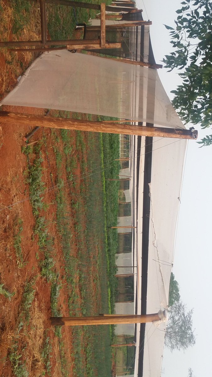 agronortecoop's tweet photo. Esta huerta de la Cooperativa está diseñada y sera replicada en cada finca de los socios, nuestro principal objetivo es lograr la seguridad alimentaria, disponibilidad, accesibilidad y utilización de los alimentos @cgaleanoperrone @psoriamelo @magparaguay @perrocardona https://t.co/3mIBZL25zi