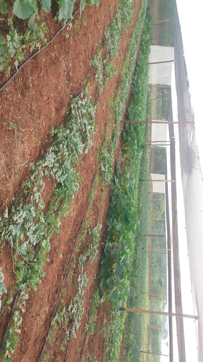 agronortecoop's tweet photo. Esta huerta de la Cooperativa está diseñada y sera replicada en cada finca de los socios, nuestro principal objetivo es lograr la seguridad alimentaria, disponibilidad, accesibilidad y utilización de los alimentos @cgaleanoperrone @psoriamelo @magparaguay @perrocardona https://t.co/3mIBZL25zi