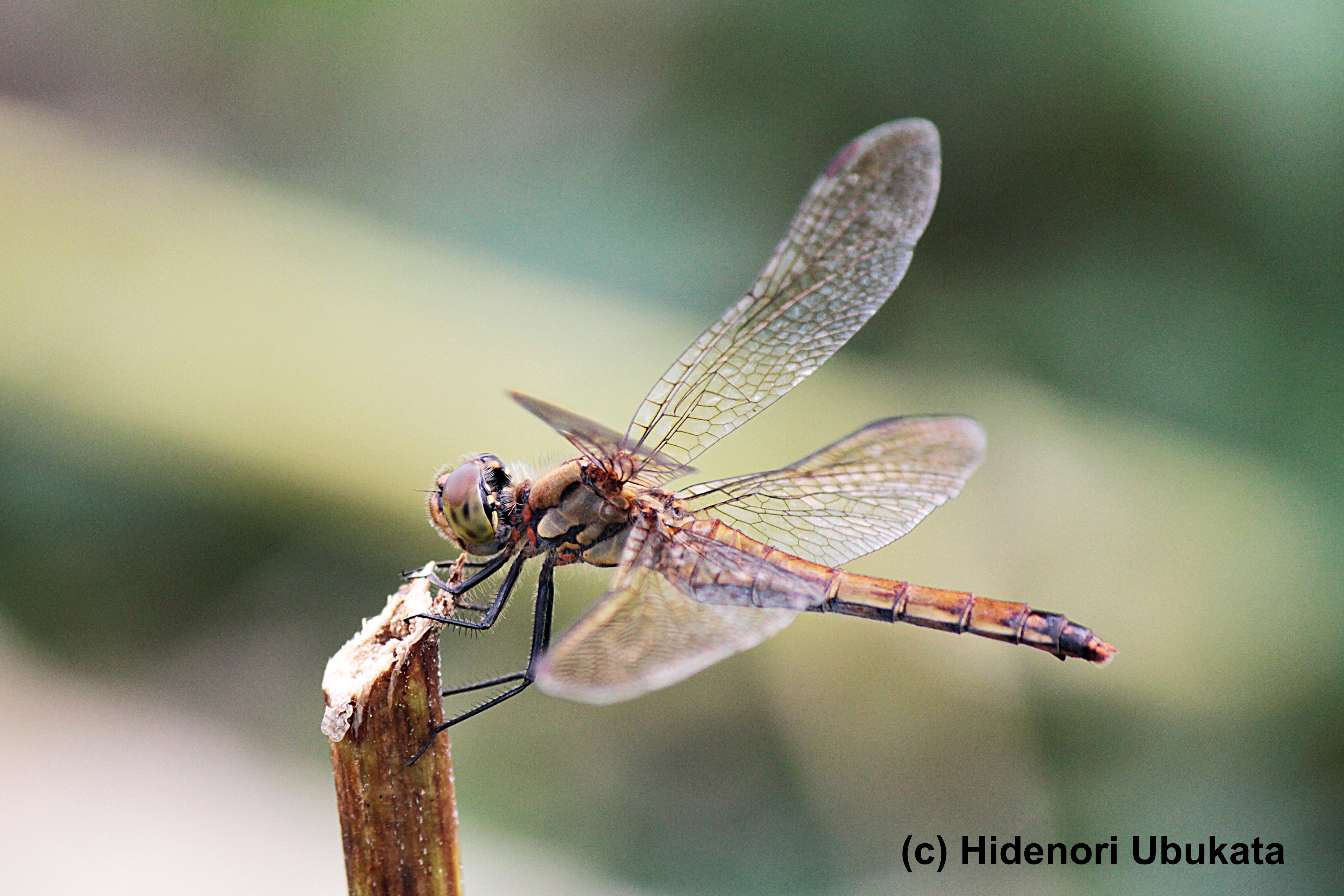 Dragonflyphotograph Twitter Search Twitter