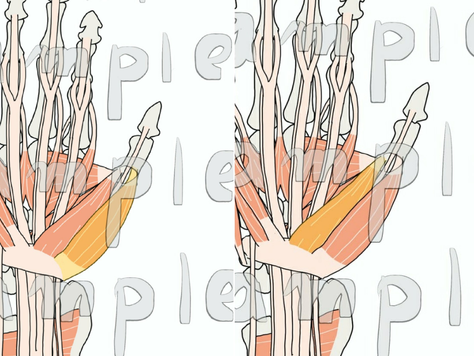 Kei ｱﾅﾄﾐｰｲﾗｽﾄﾚｰﾀｰ 母指球筋 1枚目 短母指外転筋 短母指屈筋 2枚目 母指対立筋 3枚目 母指内転筋 4枚目 母指内転筋の斜頭と横頭 このなかで二重神経支配