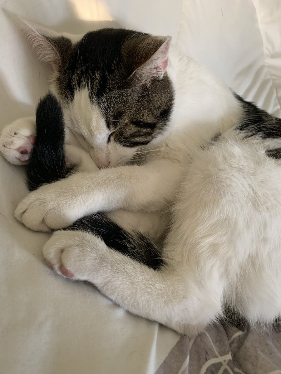 Winston update: he has spent the night in the animal hospital.Someone decided to gnaw into a plastic bag to eat a chocolate brownie, which can be fatal to cats.I’m very worried but hopeful. Here he is yesterday before he did the stupid thing.