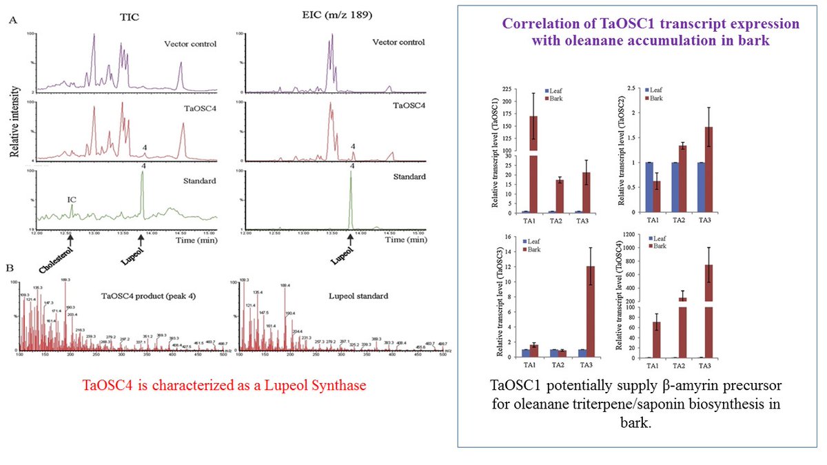Psmme2's tweet photo. #psmmeposter Poster 2 Part 2
Identification and functional characterization of oxidosqualene cyclases of the arjuna triterpene saponin pathway
Gaurav Srivastava, Sandeep, Anchal Garg, Rajesh Chandra Misra, Chandan Singh Chanotiya, Sumit Ghosh
CIMAP, Lucknow, India https://t.co/pc5bJHJ3On