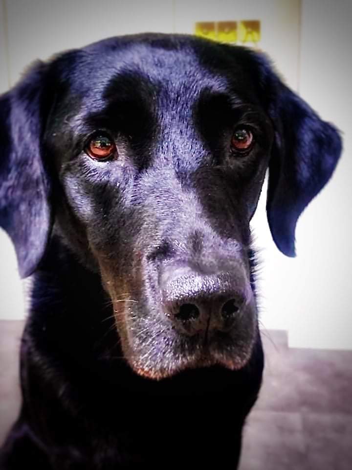 MissingPetsGB's tweet photo. 🐕 Lola is still missing
She went missing from the fields near the Jubilee river #Taplow #SL6
She could have covered a lot of ground on #M4 corridor in the last 7 days
Substantial FINDERS FEE for information leading to Lola's safe return
@jacquiehughes63
https://t.co/TYZfsIWcN3 https://t.co/ZGt5GZ0sXK