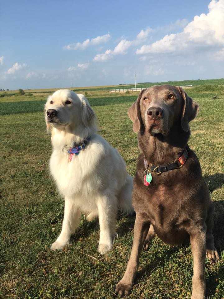 Thread: Retiring a Service dog. Yesterday I played w/ my retired service dog brother Theo. Ppl ask Mom all the time about retiring an SD. Every handler is faced w/ that decision at some point. I am not retiring for a while but one day I will too, just like Theo.  #Dog  #retire