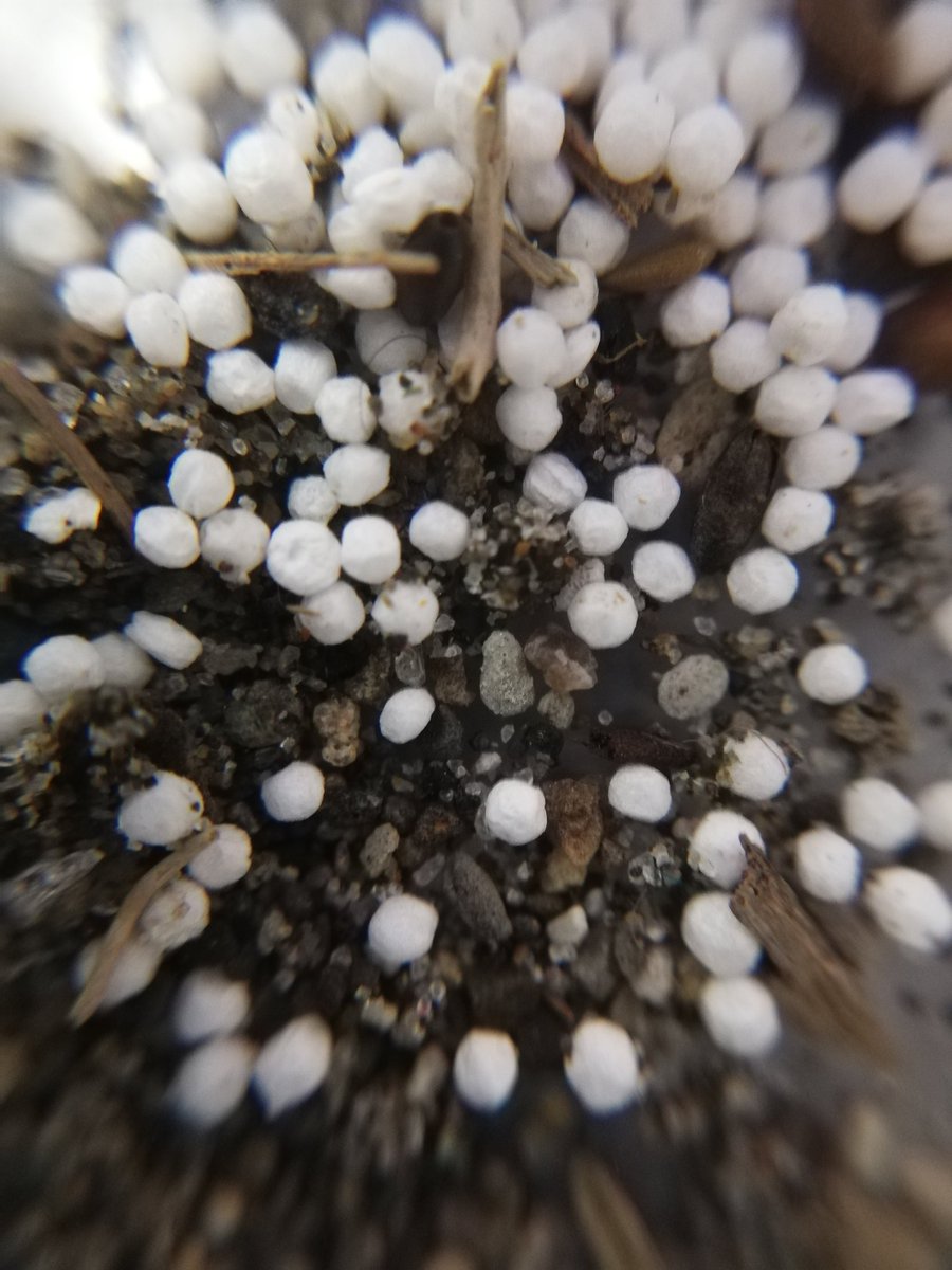 hideotakepi's tweet photo. 誰か教えてください。これってマイクロビーズ？何の用途で使いますか？研磨剤？精密工業用ですか？ https://t.co/D1ykGnFNjw