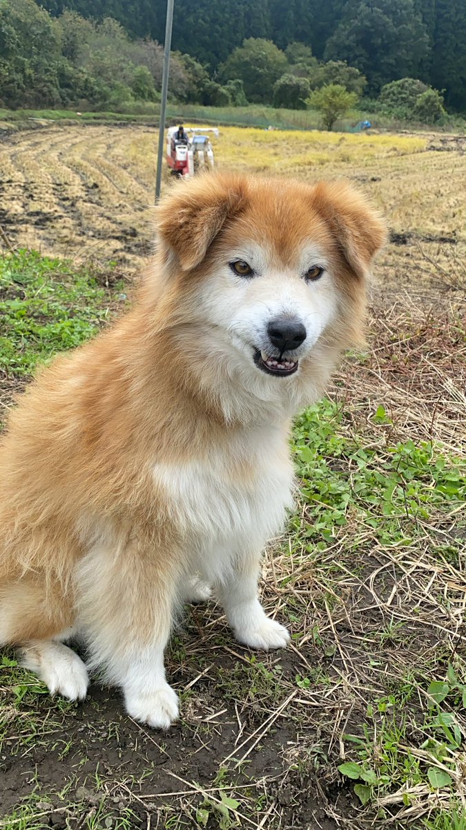田んぼに連れて来られたのに遊べなくて不機嫌な犬と その後思いっきり遊んで満足げな犬の表情の違いがこちら 顔が思いっきり違くて草 Togetter 田んぼに連れて来られたのに遊べなくて不機嫌な犬と その後思いっきり遊んで満足げな犬の表情の違いがこちら 顔が思いっきり違くて草 Togetter