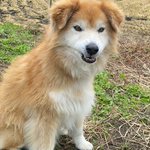 遊べずに不機嫌なときの表情と泥だらけになって遊んだ後の満足げな表情の差!ワンちゃんがかわいすぎる!