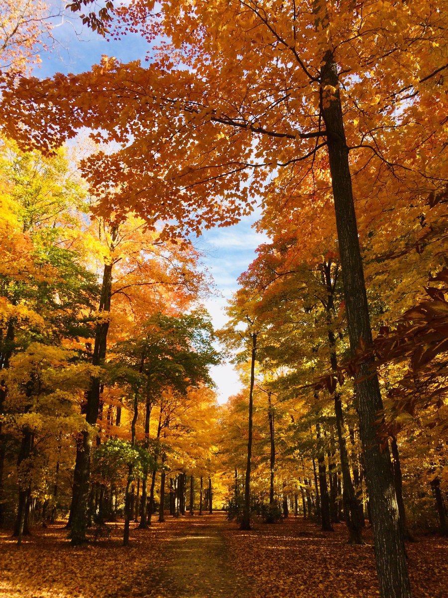 eloraguy's tweet photo. Autumn colour - Perfect time to check out the seasonal views in the forest behind the Fergus community centre. @CentrWellington #autumn #fallcolours https://t.co/xoV3a6hlZ6