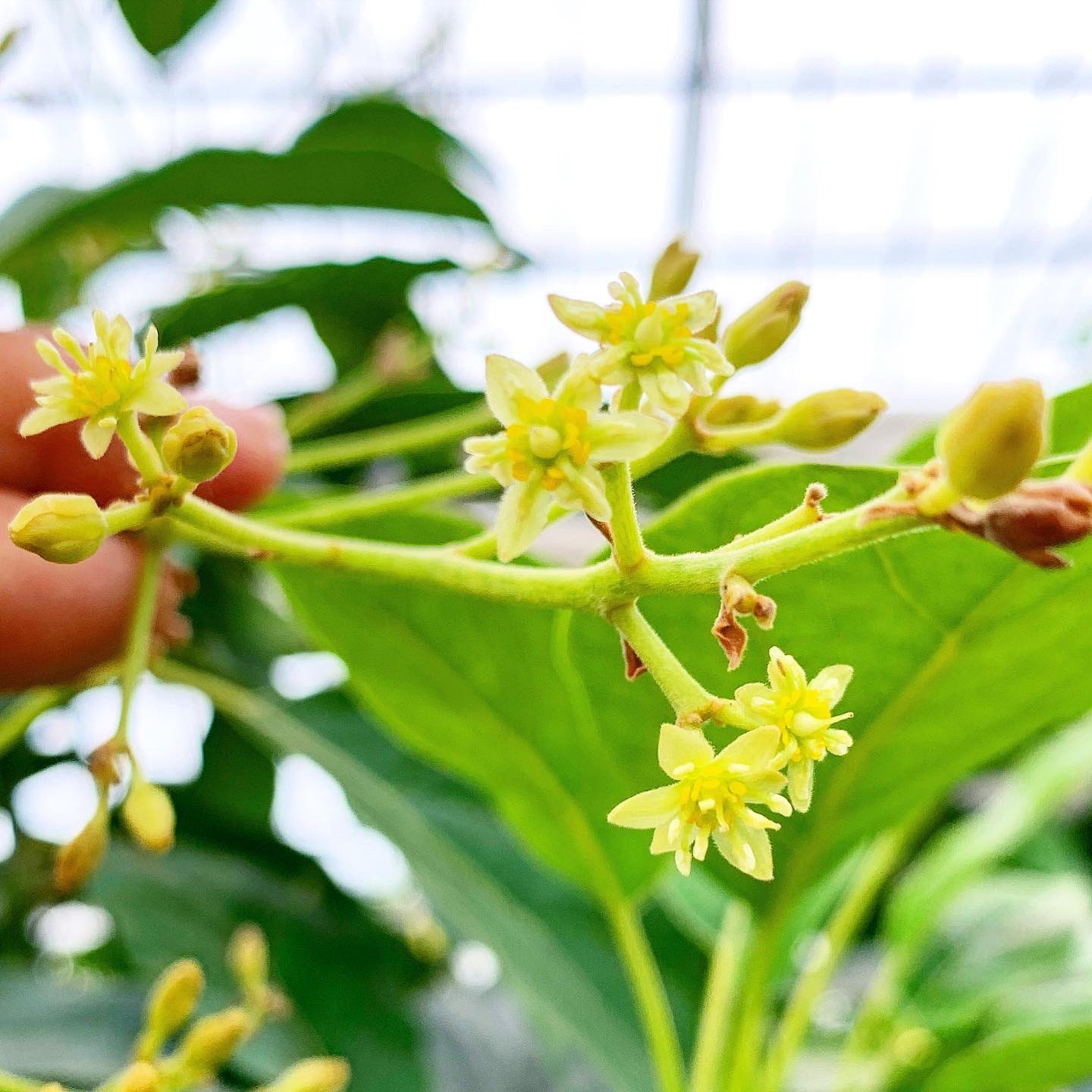 せきね農園 季節外れのアボカドの花 去年も同じ木の同じ場所で咲きました この枝の近辺だけ 花芽もすでに開花寸前くらいに丸く膨らんでいます 今日のアボカドは シンプルにわさび醤油でした アボカドの花 アボカド アボカド栽培 国産アボカド