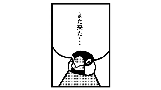 たまにこんな顔される
#一コマ文鳥 