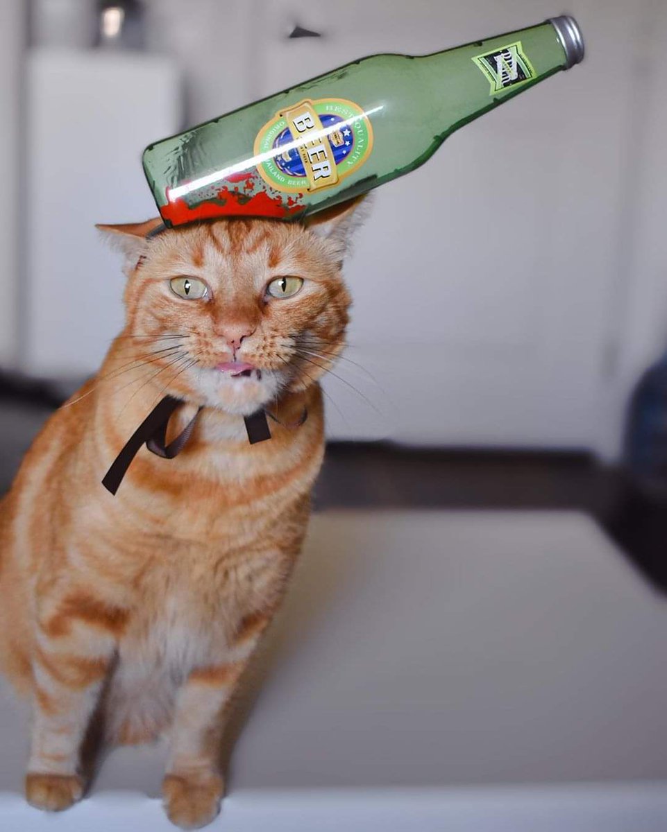 You will pay for this, hooman

📸 wafflethetabby | IG