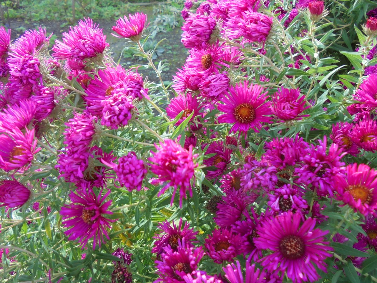 Blumen in einem Garten.