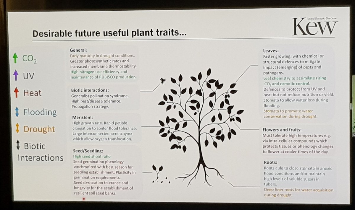 CharlotteCouch1's tweet image. What should the 21 century useful plant look like and what are the strategies to get there? Great talk from @James_Borrell @KewScience #SOTWPF